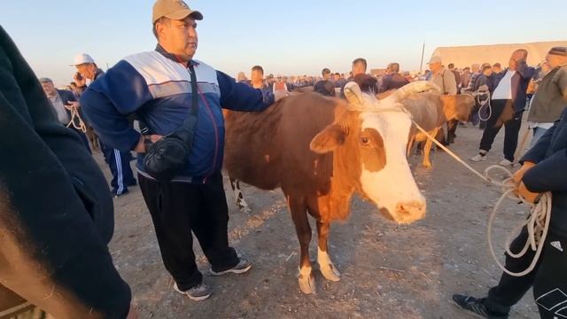 30-АПРЕЛЬ 2023/ХОЖЕЛИ МАЛ БАЗАРЫ/СКОТНЫЙ РЫНОК/BUQALAR/BIG BULLS IN THE WORLD/BIG COW/РЕКОРД БЫК