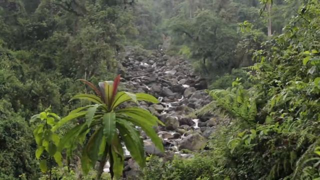 Beautiful panorama Jungle Waterfall Nature Good music relax