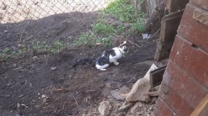 умный кот. как приучить к туалету. наглядное пособие. как научить кота ходить в туалет на улице