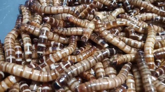 Zophobas listas para convertirse en PUPAS y después en ESCARABAJOS 🐛 смотреть онлайн