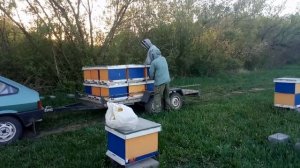 Beekeeping. Погрузка ульев на рапс.