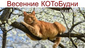 Всё бодрее и рыжее весенние коты или КОТоБудни от 15.03.2025 г.