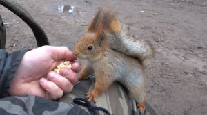 Немного о рыжем Толстячке