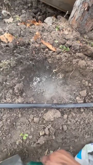 САДИМ ОСТРЫЙ ПЕРЕЦ #острыйперец #сад #огород #дача #деревенскаяжизнь #посадки #теплица #рассада смотреть онлайн