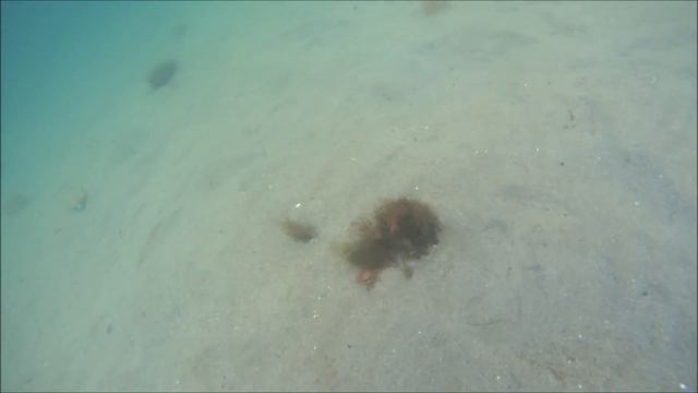 Kalkan - Kırlangıç - Pisi Avları (Zıpkın) смотреть онлайн