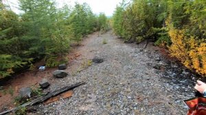 Поход в лес за грибами. Маслят очень много