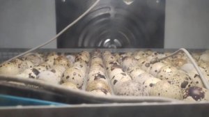 Инкубатор постоянно в работе. Суточные перепелята, Инкубационное яйцо.