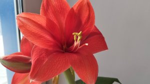 Цветение гиппеаструма.