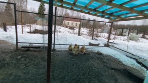 Первые впечатления от породы Нидерхайнер❗️