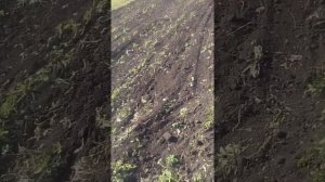 12 соток минитрактором вспахал и заборонил за 8 часов.