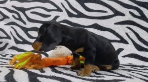 Щенок миниатюрной таксы