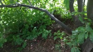 Выращиваем грибы на участке маслята