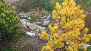 Сосна Жёлтая/Орегонская/Пондероза