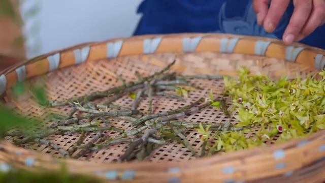 Dendrobium officinale, the fairy grass planted on the tree, is full of treasures смотреть онлайн