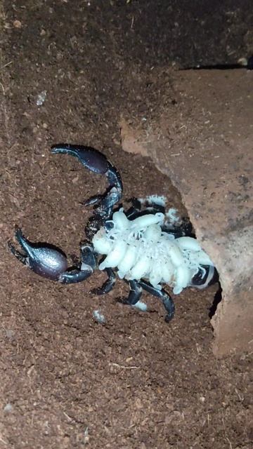 2022 pandinus viatoris/cave claw scorpion смотреть онлайн
