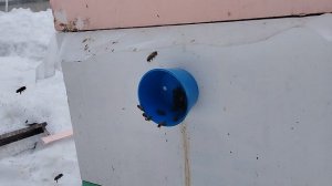 Облёт пчёл на Урале март 15 2025