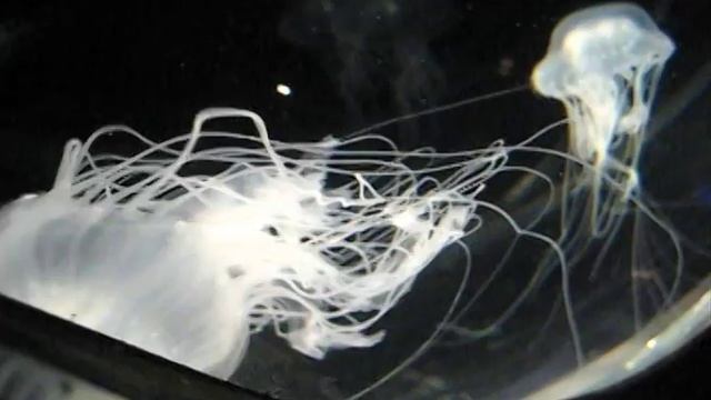 Osaka Kaiyukan Aquarium: Just the Hits смотреть онлайн