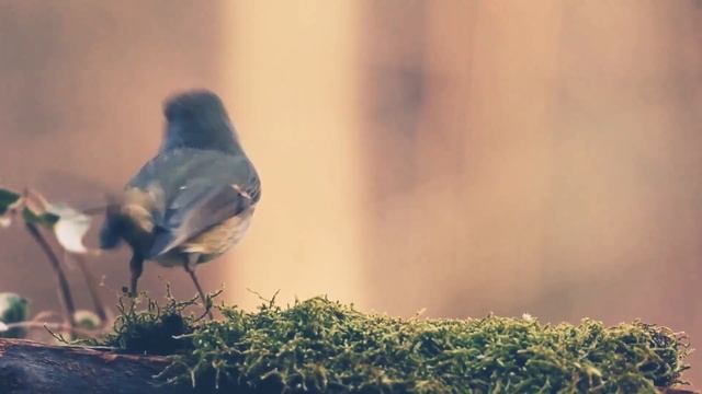 world best nature beautiful sound смотреть онлайн