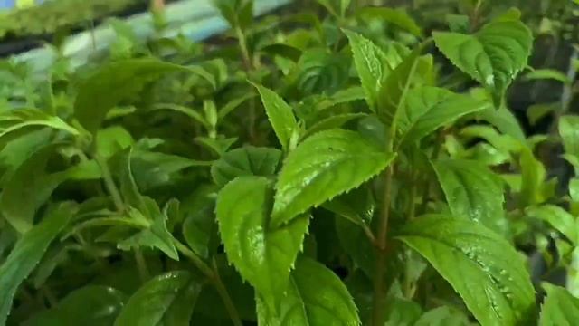 Гортензии на доращивание в кассетах