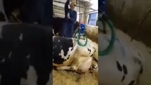 Поднятие коровы с помощью лебёдки