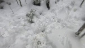 Один день из жизни Раздобарино.