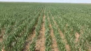 Низкие нормы и широкие междурядия ячменя и пшеницы