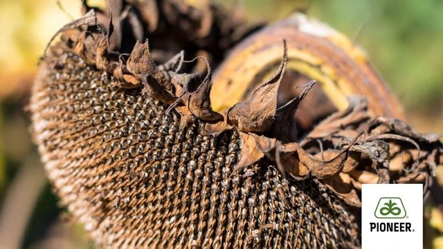 Image Slider Sunflower P65LP54 смотреть онлайн