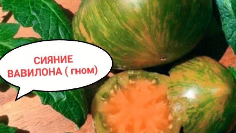 Всходы за неделю, Рассада пошагово