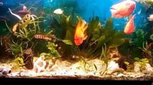 Аквариум с попугаями