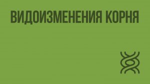 Видоизменения корня. Видеоурок по биологии 6 класс