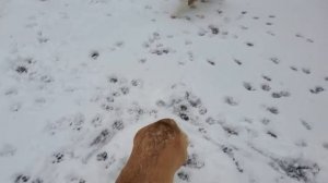 Clogged Main Drain Sewer Pipe by Roots, Milwaukee М18 FUEL