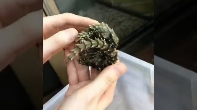 Armadillo ящерица выглядит как настоящий покемон смотреть онлайн