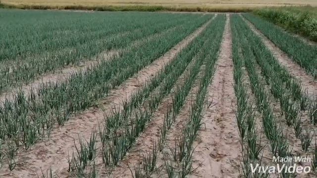 Применение гербицида Челендж смотреть онлайн