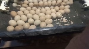 Инкубация бройлеров. Инкубатор ТГБ-360. Вывод цыплят