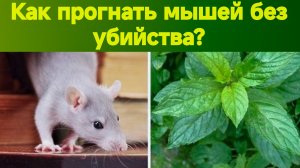 КАК ИЗБАВИТЬСЯ ОТ МЫШЕЙ САМЫМ ПРИЯТНЫМ СПОСОБОМ? ПОБЕДИТЬ МЫШЕЙ БЕЗ ЛОВУШЕК И ОТРАВЫ. ЯДОВ.