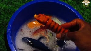 Wild Zoo Animal Toys | Learn Animals Names Education Toys for Kids