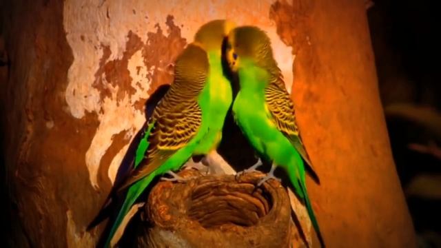 Cute little animals - Dog, Dolphin, Parrot, Zebra, Squirrel, Chameleon, Rhinoceros - Animal Sounds смотреть онлайн