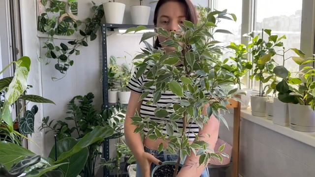 Моя коллекция фикусов | МАЙ| ОБЗОР смотреть онлайн