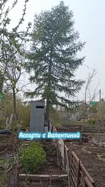 Соседи спилили лиственницу, которая сильно затеняла соседний участок. смотреть онлайн