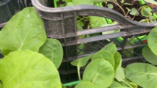 Моя розсада капусти 🥬🥬🥬