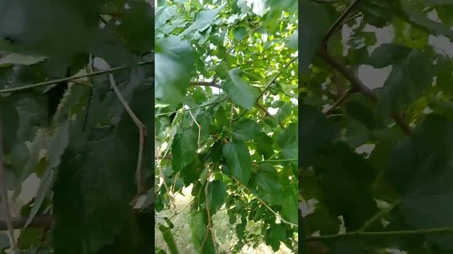 Шелковник) Шелковица😊