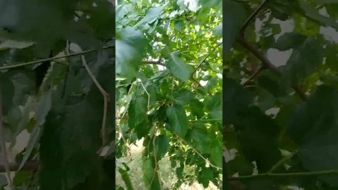 Шелковник) Шелковица😊