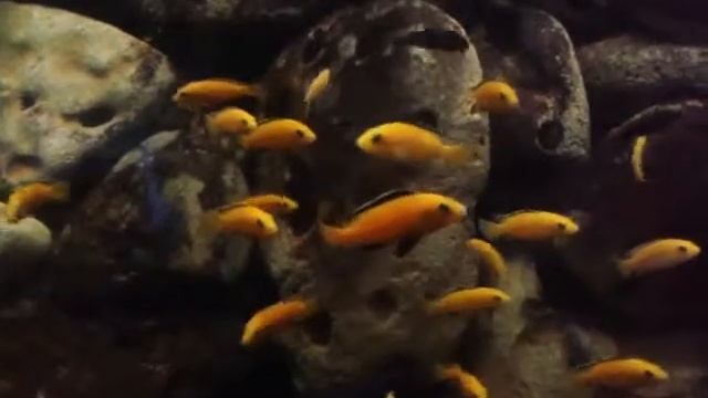 Maлавийцы смотреть онлайн