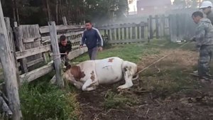 повал и фикцация КРС