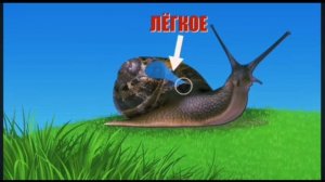 улитки 🐌