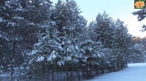 Люблю Сибирь-красавицу!