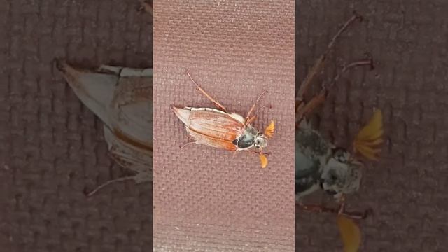 Хрущ смотреть онлайн