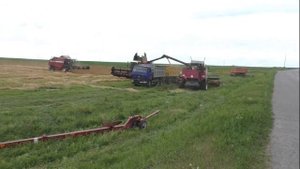 Уборка Травы на Семена. 6 комбайнами Палессе GS 12 A1/ GS 12