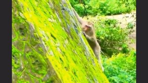 Макака-мать в погоне за похитителями своего детёныша   1000039063.mp4