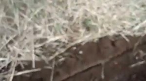 Вспашка  поля самодельным трактором Бизон